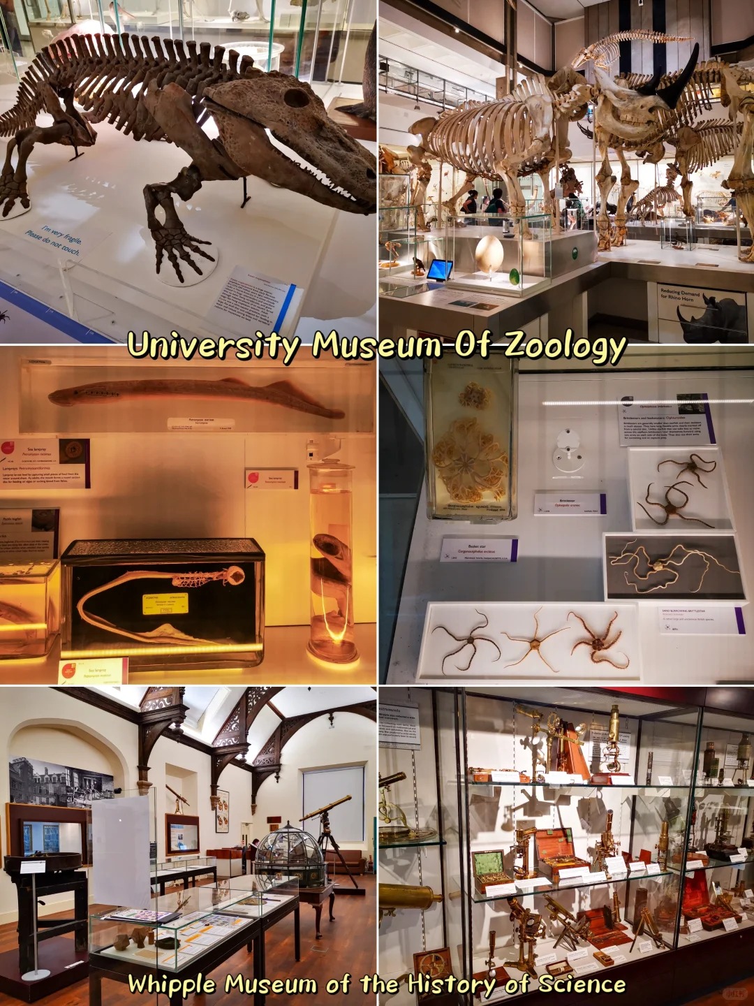 🇬🇧英国 _ 剑桥的一些景点_14_草莓松饼_来自小红书网页版.jpg