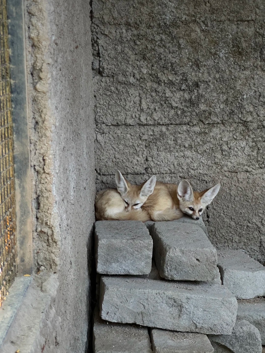 ❗️❗️❗️来巴厘岛必去的Hidden mini zoo_12_玖玖的乱七八糟💫_来自小红书网页版.jpg