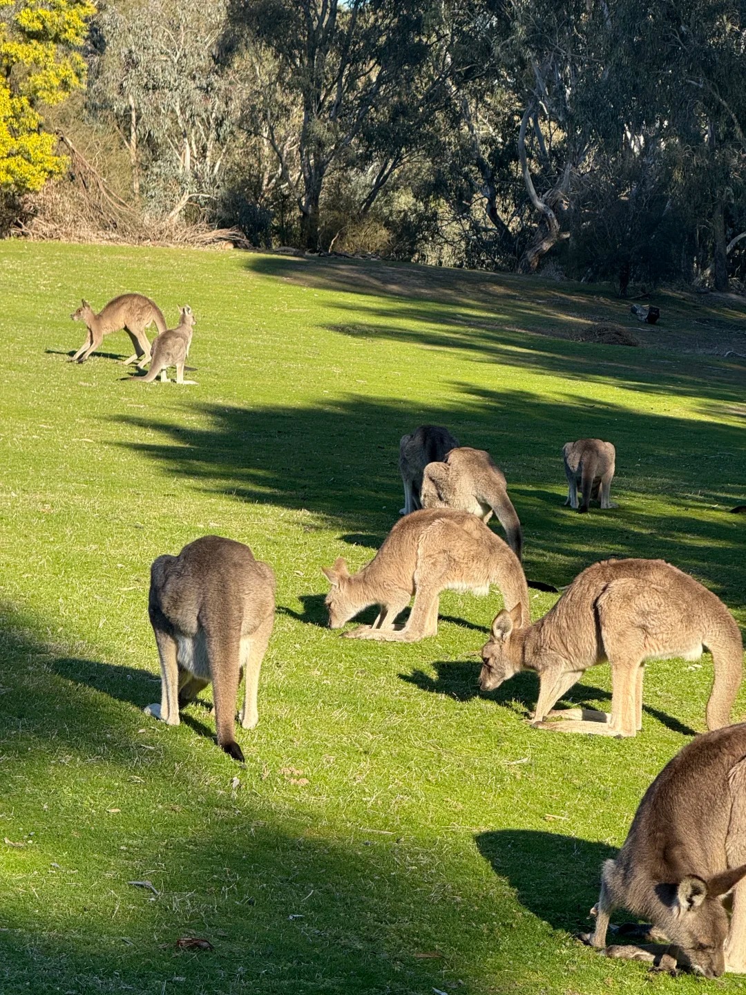 墨尔本野生袋鼠打卡成功🏅_1_Eve兔_来自小红书网页版.jpg