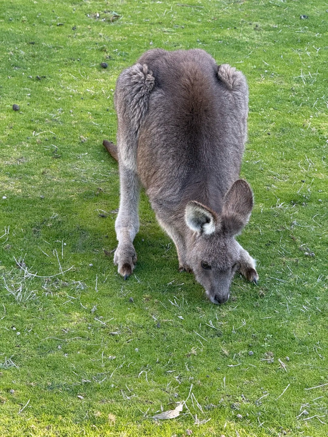 墨尔本野生袋鼠打卡成功🏅_2_Eve兔_来自小红书网页版.jpg