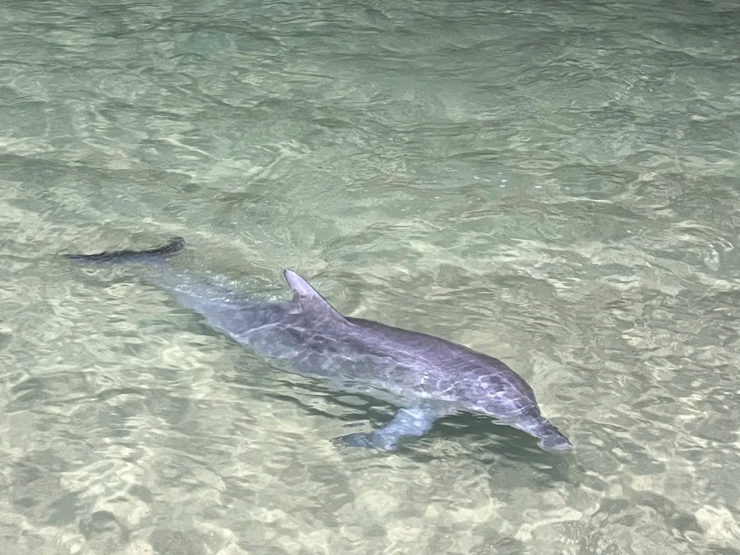布里斯班摩顿岛🐬_6_CanSEm_来自小红书网页版.jpg