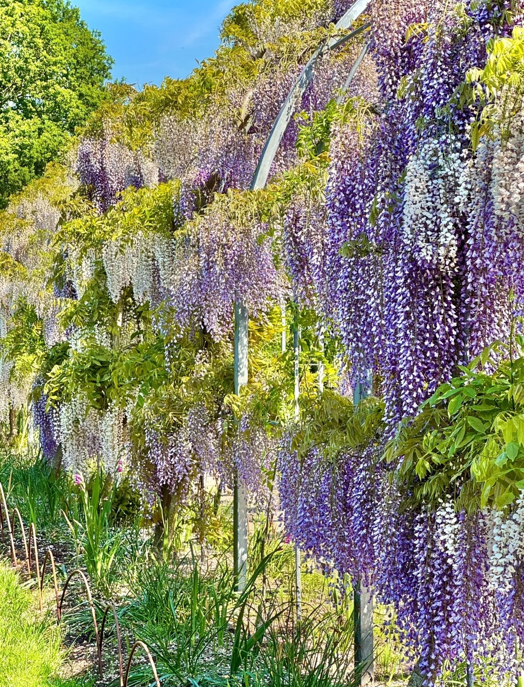 伦敦周边紫藤秘境RHS Garden Wisley_2_打喷嚏冠军_来自小红书网页版.jpg