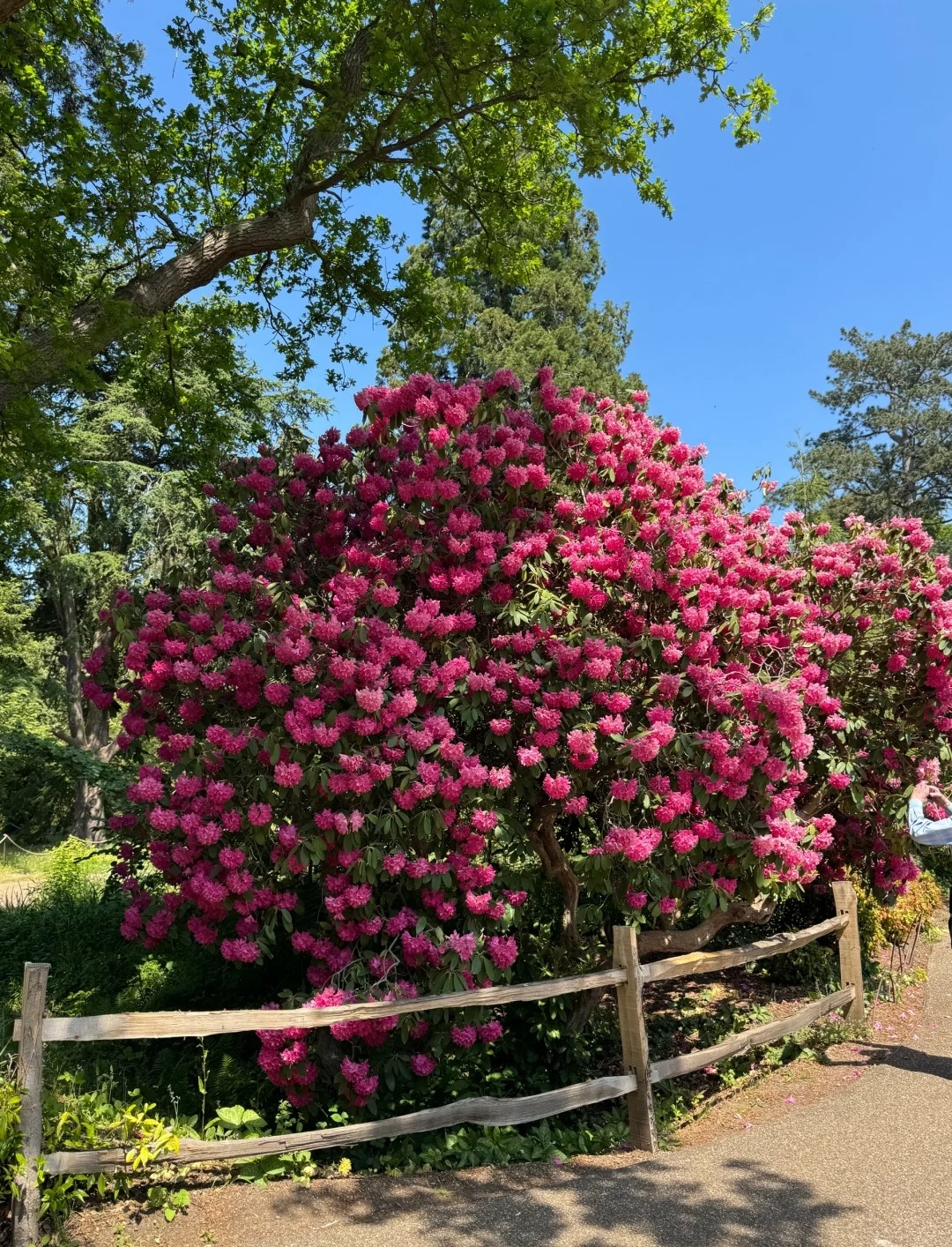 伦敦周边紫藤秘境RHS Garden Wisley_5_打喷嚏冠军_来自小红书网页版.jpg