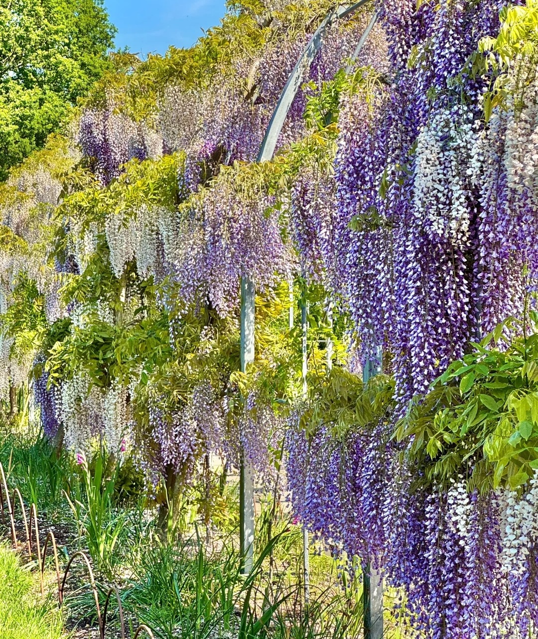 伦敦周边紫藤秘境RHS Garden Wisley_2_打喷嚏冠军_来自小红书网页版.jpg