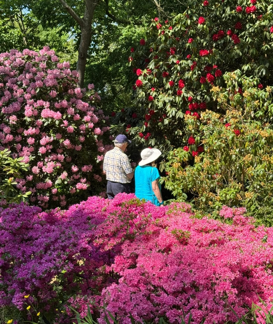 伦敦周边紫藤秘境RHS Garden Wisley_4_打喷嚏冠军_来自小红书网页版.jpg