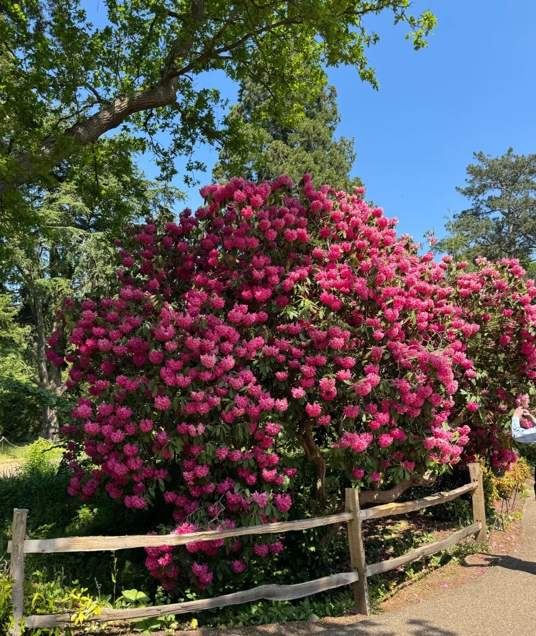 伦敦周边紫藤秘境RHS Garden Wisley_5_打喷嚏冠军_来自小红书网页版.jpg
