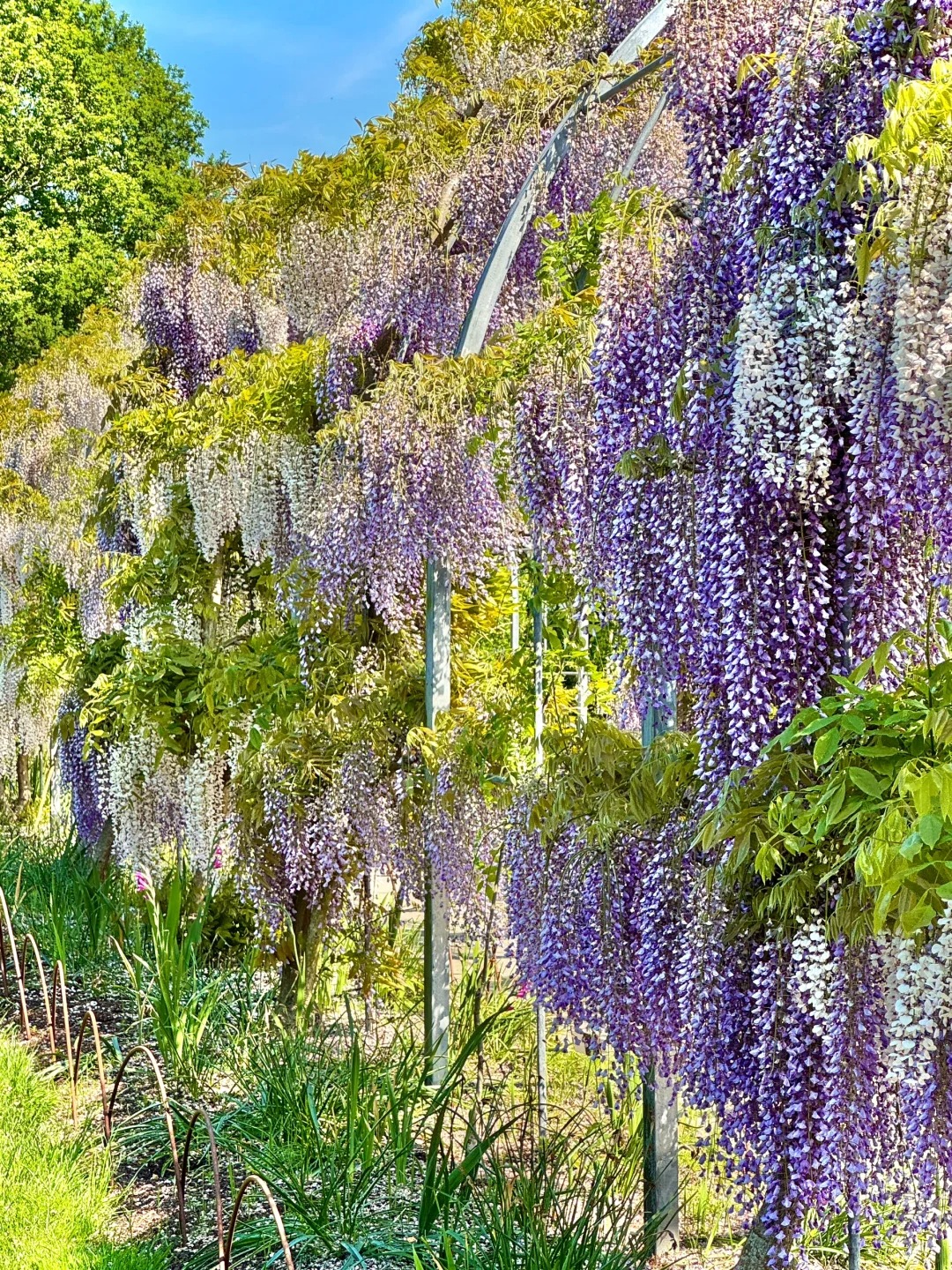 伦敦周边紫藤秘境RHS Garden Wisley_2_打喷嚏冠军_来自小红书网页版.jpg