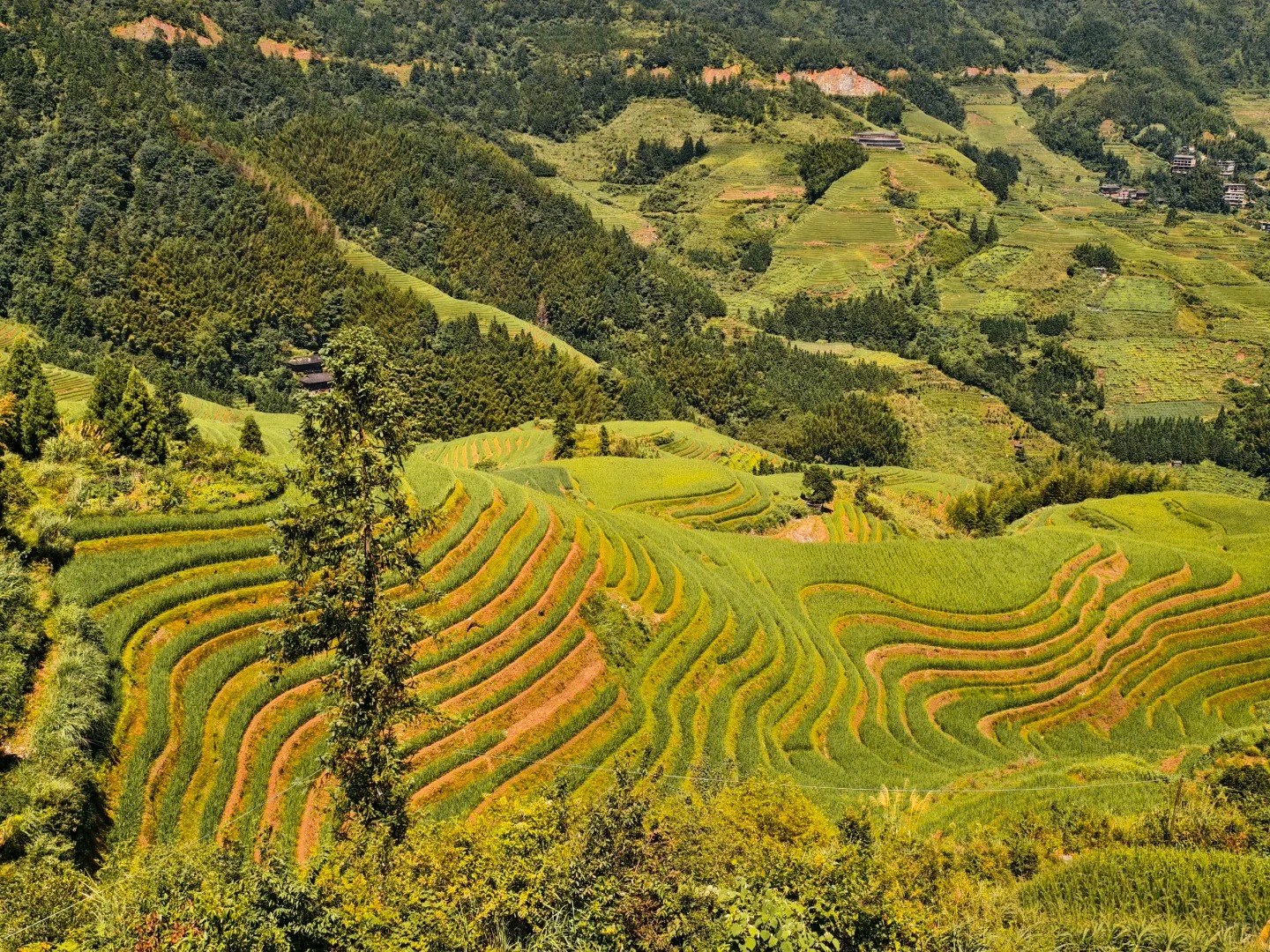 桂林 龙脊梯田 原图直出  8.26📷_2_云卿_来自小红书网页版.jpg